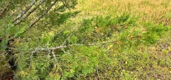 Terrain à bâtir à Bénesse-Maremne, Nouvelle-Aquitaine
