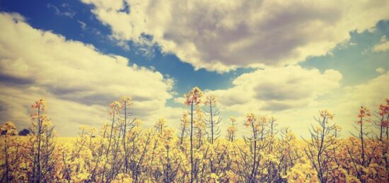 Terrain à bâtir à Salles, Nouvelle-Aquitaine