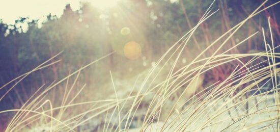 Terrain à bâtir à Belin-Béliet, Nouvelle-Aquitaine