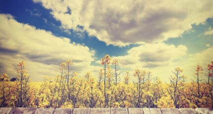 Belin-Béliet Terrain à bâtir - 2351721-11258annonce120251128bmORE.jpeg Maisons France Confort