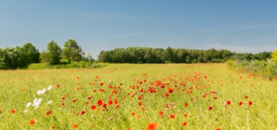 Terrain à bâtir à Montendre, Nouvelle-Aquitaine