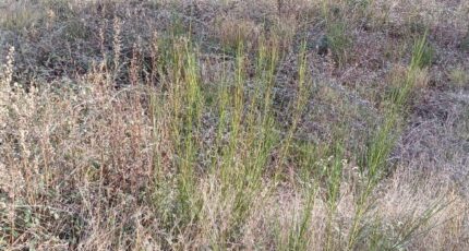 Cases-de-Pène Terrain à bâtir - 2280395-4671annonce1202509234mWTQ.jpeg Maisons France Confort