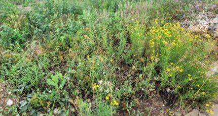 Cases-de-Pène Terrain à bâtir - 2280408-4671annonce120250923PuaMF.jpeg Maisons France Confort