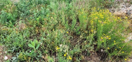 Terrain à bâtir à Cases-de-Pène, Occitanie