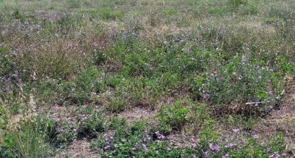 Pollestres Terrain à bâtir - 2281065-4671annonce120250923tECsD.jpeg Maisons France Confort