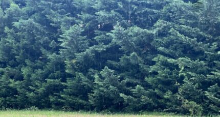 Saint-Rémy-de-Provence Terrain à bâtir - 2290422-11073annonce120251002lox8X.jpeg Maisons France Confort