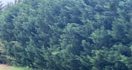 Saint-Rémy-de-Provence Terrain à bâtir - 2290422-11073annonce420251002dQhOf.jpeg Maisons France Confort