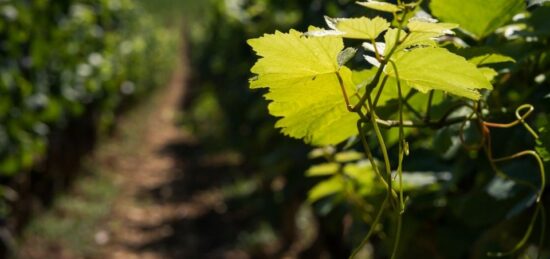 Terrain à bâtir à Le Temple, Nouvelle-Aquitaine