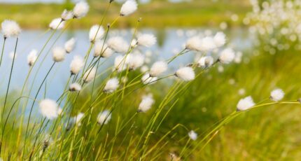 Hourtin Terrain à bâtir - 2296606-11274annonce1202510076GqNs.jpeg Maisons France Confort