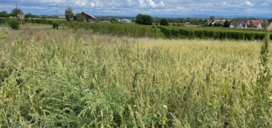 Terrain à bâtir à , Haut-Rhin