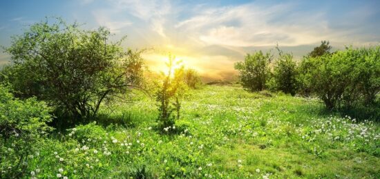 Terrain à bâtir à , Gironde
