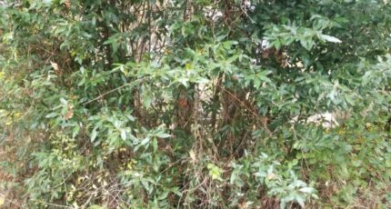 Camarsac Maison neuve - 2356211-11266annonce120251203obVS6.jpeg Maisons France Confort