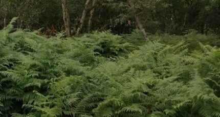 Saint-Aubin-de-Médoc Maison neuve - 2267041-11016annonce120250910b1Fpa.jpeg Maisons France Confort