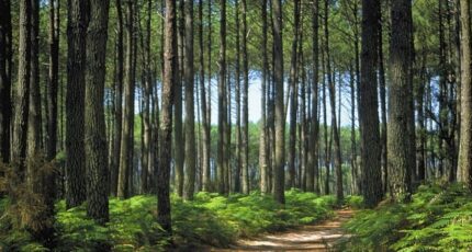 Gastes Terrain à bâtir - 2253595-11553annonce120250828Kgvf2.jpeg Maisons France Confort