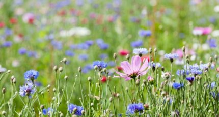 Vielle-Saint-Girons Terrain à bâtir - 2362384-11675annonce120251209hrovc.jpeg Maisons France Confort