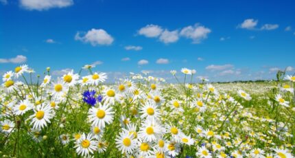 Vielle-Saint-Girons Terrain à bâtir - 2362543-11675annonce120251209677b4.jpeg Maisons France Confort