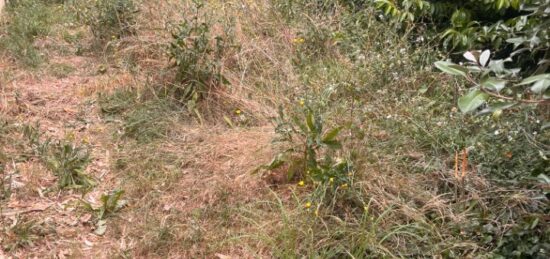 Terrain à bâtir à Loupiac, Nouvelle-Aquitaine