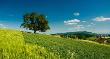 Neuillé-Pont-Pierre Terrain à bâtir - 2369022-10205annonce120250624C2Ahg.jpeg Maisons France Confort