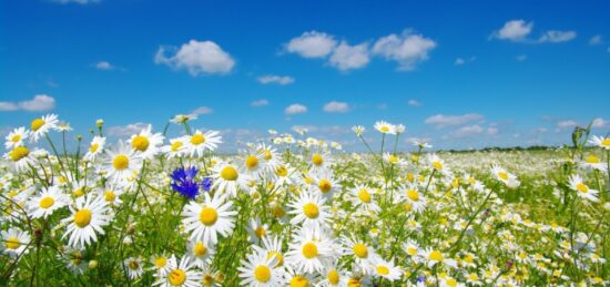 Terrain à bâtir à Lit-et-Mixe, Nouvelle-Aquitaine