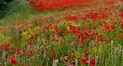 Amboise Terrain à bâtir - 2370123-10205annonce120251216McsKW.jpeg Maisons France Confort