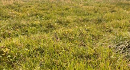 La Sauve Terrain à bâtir - 2373330-3601annonce120251220f59zs.jpeg Maisons France Confort