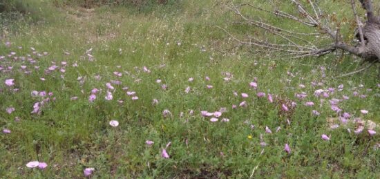 Terrain à bâtir à , Var