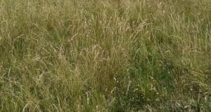 Joué-du-Bois Maison neuve - 2311024-1153annonce1202411151ZTQQ.jpeg Maisons France Confort