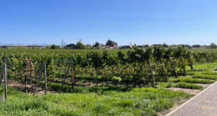 Wintzenheim Maison neuve - 2336110-11028annonce220251113a1K8g.jpeg Maisons France Confort