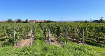 Wintzenheim Maison neuve - 2336125-11028annonce3202511139KV8w.jpeg Maisons France Confort