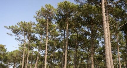 Arcachon Maison neuve - 2349005-11311annonce220251126ZMq2P.jpeg Maisons France Confort