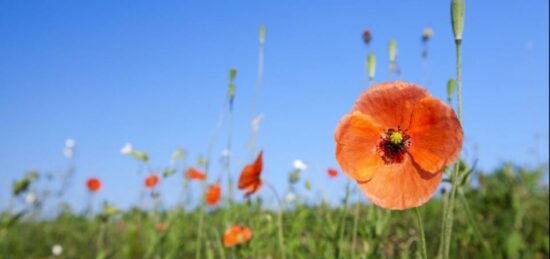 Terrain à bâtir à , Gironde