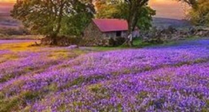 Cinq-Mars-la-Pile Maison neuve - 2369071-10205annonce120240104rpzsF.jpeg Maisons France Confort