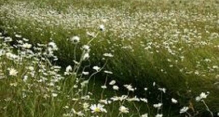 Azay-sur-Cher Maison neuve - 2369068-10205annonce120241206tDlkz.jpeg Maisons France Confort