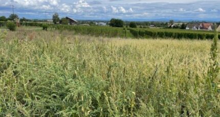 Beblenheim Maison neuve - 2369208-11028annonce320250721g5vlk.jpeg Maisons France Confort