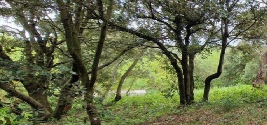 Terrain à bâtir à Palaja, Occitanie