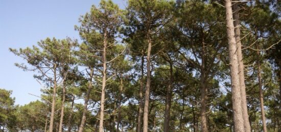 Terrain à bâtir à Arcachon, Nouvelle-Aquitaine