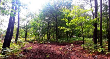 Sanguinet Terrain à bâtir - 2383333-3957annonce1202601060StEc.jpeg Maisons France Confort