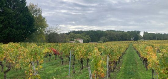 Terrain à bâtir à Saint-Sauveur-de-Puynormand, Nouvelle-Aquitaine