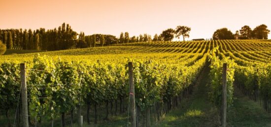 Terrain à bâtir à Sainte-Colombe, Nouvelle-Aquitaine
