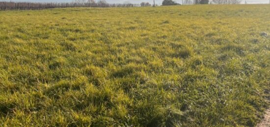 Terrain à bâtir à Targon, Nouvelle-Aquitaine