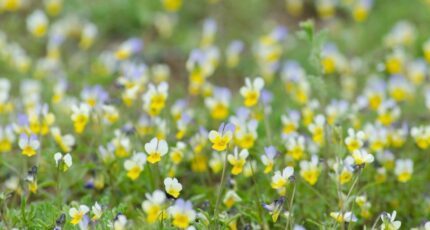 Vertheuil Terrain à bâtir - 2364293-11274annonce1202512100D93T.jpeg Maisons France Confort