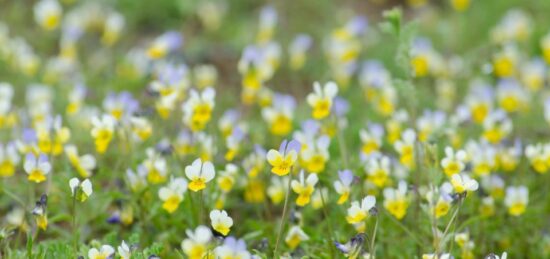 Terrain à bâtir à Vertheuil, Nouvelle-Aquitaine