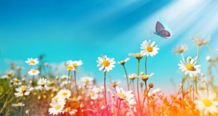 Gujan-Mestras Terrain à bâtir - 2393235-11279annonce120260114AOl78.jpeg Maisons France Confort