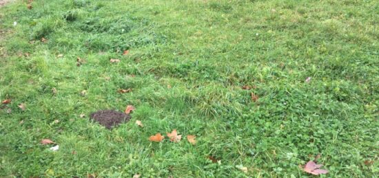 Terrain à bâtir à , Ain