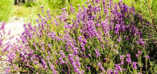 Terrain à bâtir à Morcenx, Nouvelle-Aquitaine