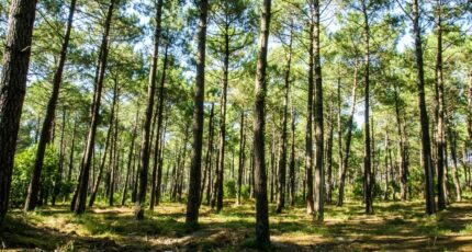 Tosse Terrain à bâtir - 2294100-11553annonce120251004S6MHN.jpeg Maisons France Confort