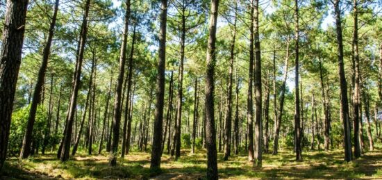 Terrain à bâtir à Tosse, Nouvelle-Aquitaine