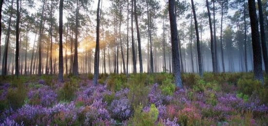 Terrain à bâtir à Saint-Paul-en-Born, Nouvelle-Aquitaine