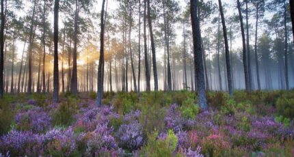 Saint-Paul-en-Born Maison neuve - 2333083-11553annonce120251109LZKPn.jpeg Maisons France Confort