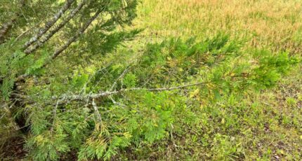 La Teste-de-Buch Maison neuve - 2396416-11279annonce120251017XlXyy.jpeg Maisons France Confort